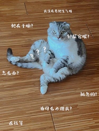 毛孩子也可以用医保啦￼