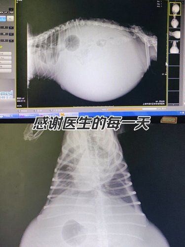 惠南镇唯一老字号宠物医院真的超棒