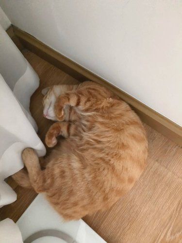 麻麻还有多久 猫猫我啊要大睡特睡了～