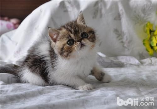 猫咪脂肪肝的病因分析