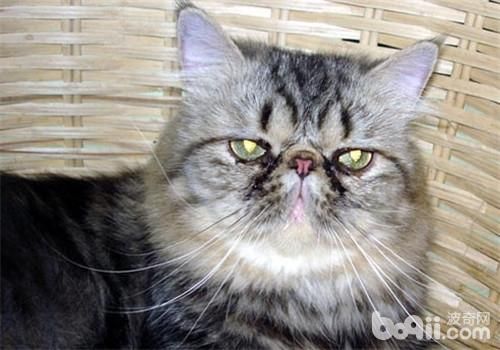 猫咪脂肪肝的治疗原则
