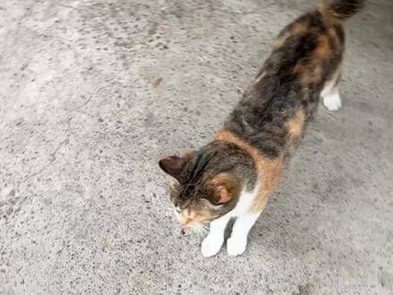 网友与流浪猫互动的一幕被家中宠物猫目睹…