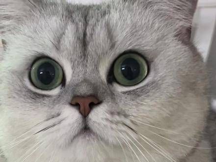 快来看看 宠物猫的可爱瞬间 萌宠