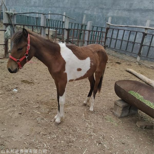 迷你儿童幼马宠物养殖场 小矮马活体养殖场