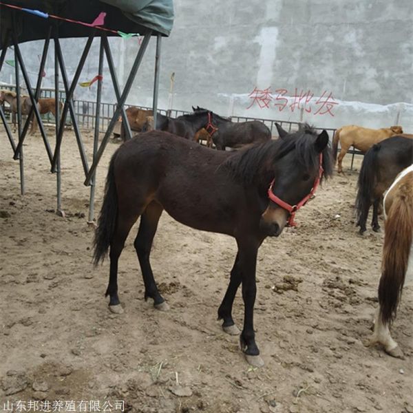 迷你儿童幼马宠物养殖场 小矮马活体养殖场