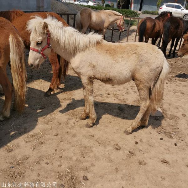 迷你儿童幼马宠物养殖场 小矮马活体养殖场