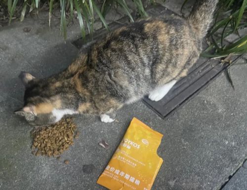 与爱为盟 守护予它 | 2023年份的温暖持续签收中