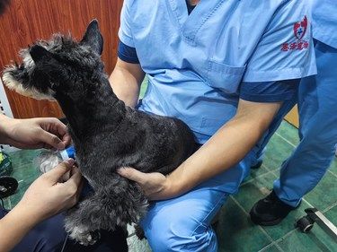 守护毛孩子的健康