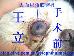 犬重度角膜穿孔结膜瓣遮盖术1例