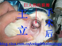 犬重度角膜穿孔结膜瓣遮盖术1例