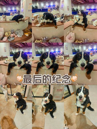 “基厂”就此谢幕，留下些许遗憾
