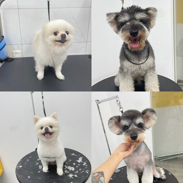 宠爱升级，从头开始：派特优鲜洗护服务隆重上线，火热预约中！