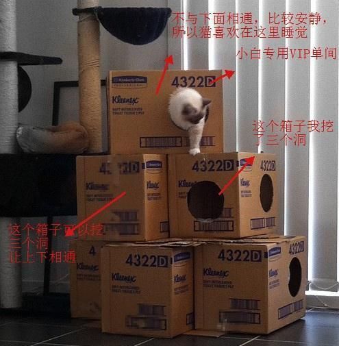 你养了猫，家里正好有很多纸箱子