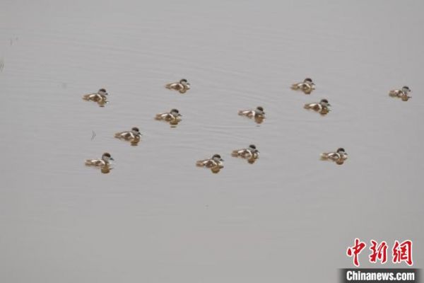 甘肃敦煌湿地的“爱情鸟”