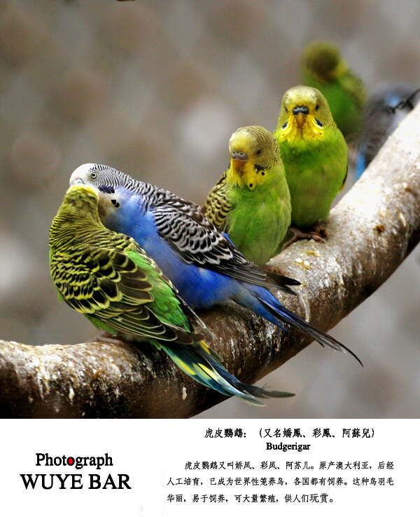 国家重点保护野生动物——鹦鹉科（所有种） - hubao.an - hubao.an的博客