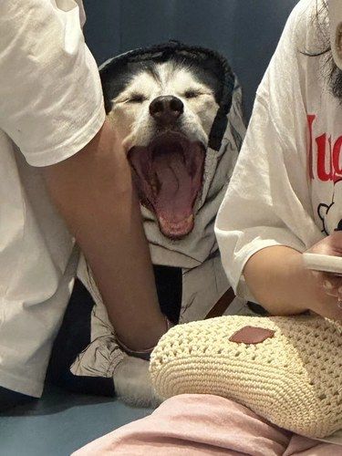 福州台风天的小狗儿