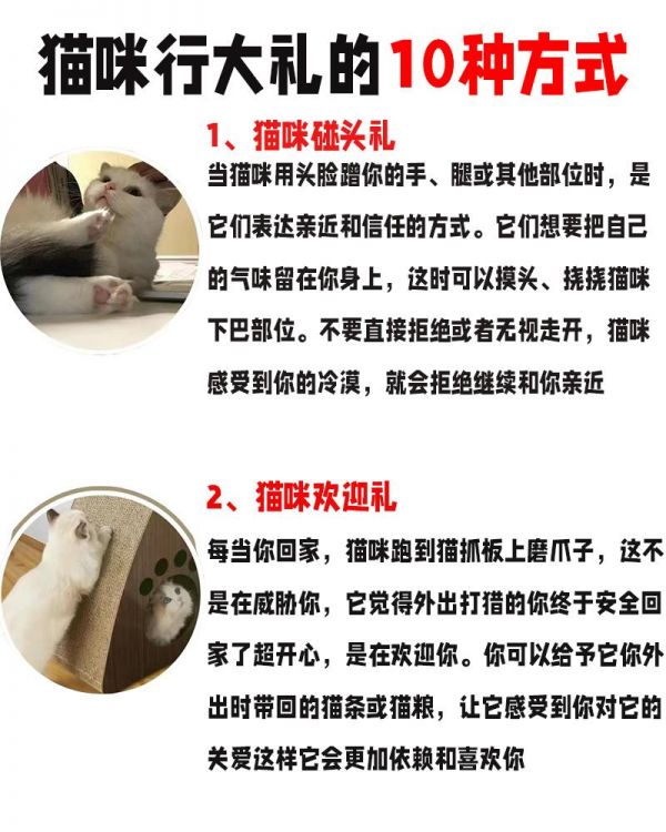 猫咪行大礼的10种方式 1、猫咪碰头礼 2、猫咪欢迎礼 3、猫咪保护礼 4、猫咪屁屁礼 5、猫咪早安礼 6、猫咪蛮不讲礼 7、猫咪嗅嗅礼 8、猫咪眨眼礼 9、猫咪分享礼 10、猫咪邀请礼 #萌宠日常记录 #撸猫 #新手养猫 #养猫经验分享 @佰家宠宠物店