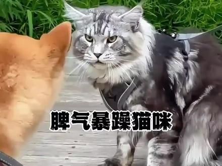 #猫咪的迷惑行为 #动物的迷惑行为 #小动物能有什么坏心思