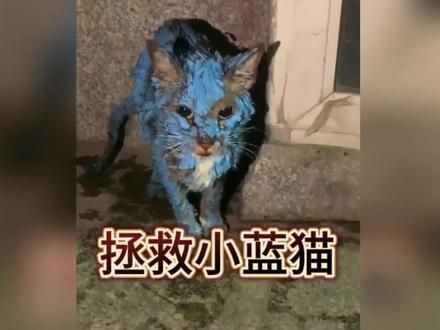 保护小动物，争做有爱心的人。爱护猫咪#流浪猫救助 #流浪猫