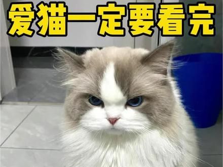 假如猫咪会说话，它最想告诉你……#养猫经验分享 #养猫人 #我和我的猫 #新手养宠 #新手养猫技巧