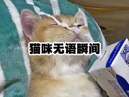 猫咪无语瞬间！那一刻无语到家#猫咪 #猫：都怪你多嘴 #心思全写在脸上的猫