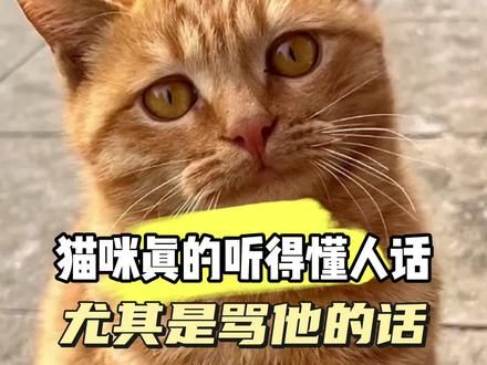 猫咪听得懂人话，你骂他的话他会记恨你 #猫咪 #猫咪听懂人话系列 #萌宠
