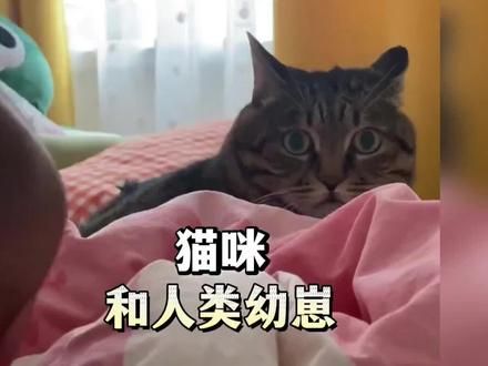 猫：家里有娃就不要养猫，考虑过本喵的感受吗？#萌宠出道计划 #人类幼崽 #傻猫的日常 #猫猫：你到底有事没事