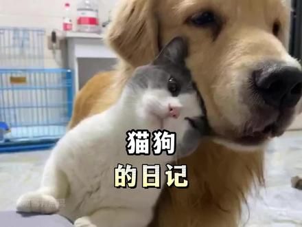 猫狗和谐相处治愈瞬间，它们的友情同样珍贵。#猫狗双全 #猫狗治愈