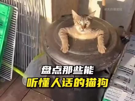 #被迫营业的猫猫