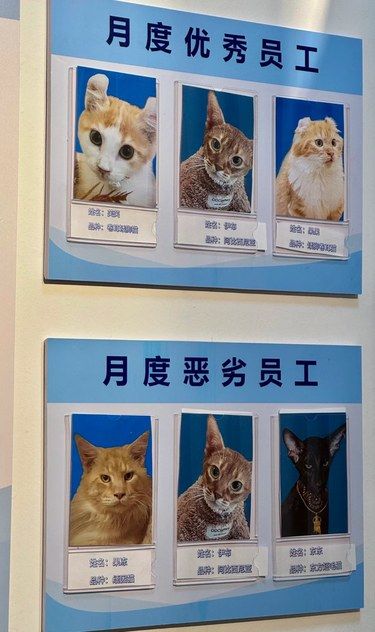 猫咖看到的“猫猫监狱”哈哈哈笑死我了
