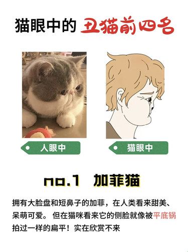 小猫咪眼中的世界原来是这样