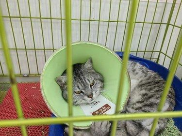 关注猫咪健康成长！