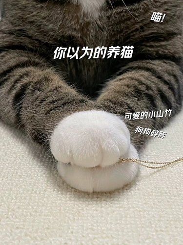 养了猫以后才知道!!!每天就是铲屎!铲屎[流泪]