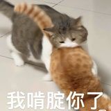 星星点灯人✨