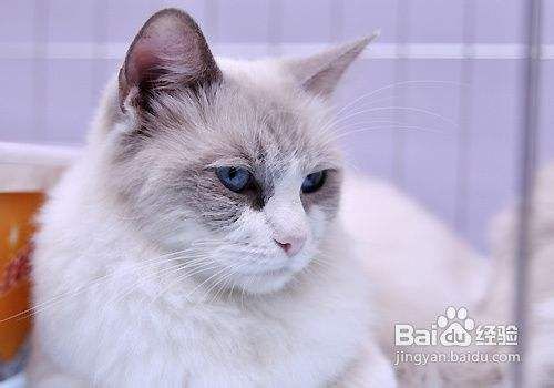 八大招帮助宠物猫战胜过敏