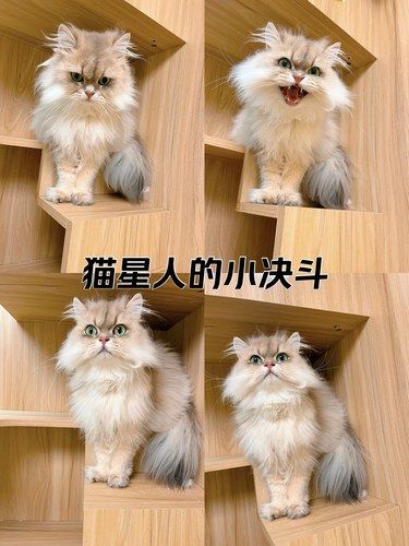 猫咪快乐时光记