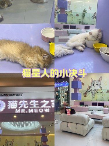 谁能拒绝憨态可掬的小猫咪