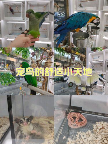 第一次去鹦鹉体验馆+攻略