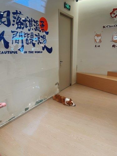 大热天，狗都知道在商场吹空调