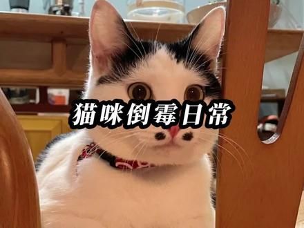 猫：我不会一直这么倒霉的…#傻猫的日常 #倒霉猫咪 #喵咪的迷惑行为 #喵星人