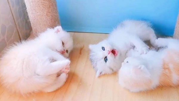 吃醋！两只小公猫为了一只小母猫争风吃醋！萌宠的友谊啊！
