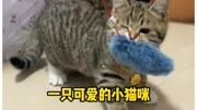 一只可爱的小猫咪猫咪 猫咪的迷惑行为 反骨猫咪 宠物 萌宠