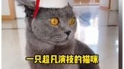 一只会演戏的猫咪猫咪 猫咪的迷惑行为 反骨猫咪 宠物 萌宠