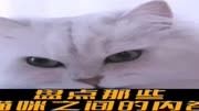 盘点那些猫咪之间的内卷萌宠宠物猫咪萌宠出道计划凡尔赛