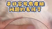 皮肤经常有问题的猫咪狗狗,可以试试这款宠物抑菌香波药浴