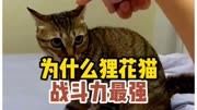 为什么说狸花猫是战力天花板宠物 萌宠 家有萌宠 猫咪