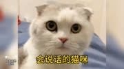 149_盘点那些会说话的猫咪