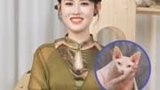 你知道吗养无毛猫也会过敏?