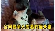 宠物解说: 最令人羡慕的猫夫妻宠物 萌宠 家有萌宠 猫咪