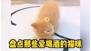 宠物解说: 盘点那些爱喝酒的猫咪宠物 萌宠 家有萌宠 猫咪